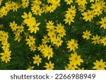 Small photo of Coreopsis verticillata L. known as Threadleaf Coreopsis, Whorled Tickseed or Whorled Coreopsis