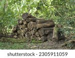 A Pile of Wood Logs Left as a Natural Insect Habitat.