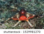 Red lips, batfish, Ogcocephalus darwini, Galapagos Islands, Ecuador