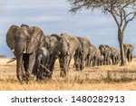 Herd of elephants in africa...