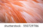Flamingo Feather Background