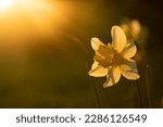 Small photo of Daffodil glimmering in a meadow at sunset