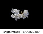 Nerium Oleander Flowers...