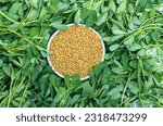 Small photo of Top View of Fenugreek Seed or Methi Seeds in a White Bowl Isolated on Fenugreek Leaves Stack in Horizontal Orientation with Copy Space