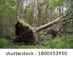 Storm damage in the Nothofagus pumilio forest. Uprooted tree fallen down in the woodland due to wind storms. 