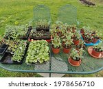 Small photo of A Variety of annual flowers started from seed placed on an oval table outside to harden off. Overhead view of plants in various containers hardening off on an outdoor patio furniture table.