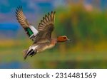 Bird in Flight - Eurasian Wigeon 