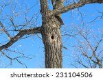 A Tree Hole. Oak Wood