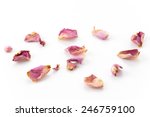 Dry Pink And White Rose Petal