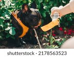 Small photo of Black french bulldog retriever dog drinking water from a drinker. Summer hot dogs outdoors in the park drink