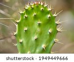 Prickly Pear Cactus Plant With...