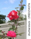 Vertical Red And Pink Rose On A ...