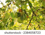 Granny Smith apples growing in tree