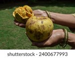 Small photo of Ripe pulpy Bael fruit known as Wood apple or Indian stone apples. Healthy ayurvedic juice is made from this fruit