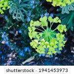 Bright Green Yellow Flowers Of...