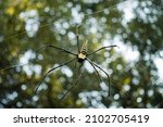 Small photo of A close up shot of Nephila pilipes ,northern golden orb weaver or giant golden orb weaver is a species of golden orb-web spider. The N. pilipes golden web is vertical with a fine irregular mesh.