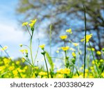 Small photo of Green meadow with flowers. Natural grass field background for design or project. Summer meadowland landscape for publication, poster, screensaver, wallpaper, banner, cover, post.