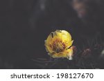In The Dark Yellow Cactus Flower