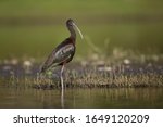 An Adult Glossy Ibis Hanging...