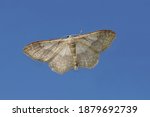 Small photo of Riband wave (Idaea aversata). Family Geometer moths (Geometridae). On glass with a blue sky. Netherlands, summer, August