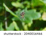 European Garden Spider  Diadem...