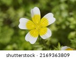 Small photo of Close up flower of Douglas' meadowfoam, poached egg plant (Limnanthes douglasii), family meadowfoam (Limnanthaceae). June, Dutch garden.