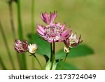 Closeup Flowers of Astrantia major 'Primadonna', the great masterwort, family Apiaceae. July, in a Dutch garden. Blurred lawn on the background.                               