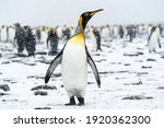 A king penguin gazes skyward as snow falls gently. In the background, other members of the penguin colony also enjoy the rare South Georgia summer snow.