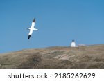 A Northern Gannett soars above the lighthouse at the Visitor