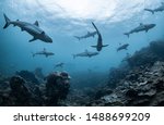 Schooling grey reef sharks ...