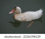 Muscovy Or Creole Duckling...