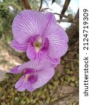 Bunch Of Stripe Purple Orchid...