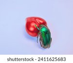 A Love Bug Green Beetle Climbing a Red Heart