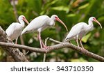 White Ibis  Eudocimus Albus 
