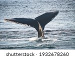 A Humpback Whale  Megaptera...