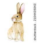 Watercolor Drawing. Cute Rabbit....