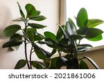 ficus elastica robusta plant near living room window. Home office potted plants concept. Close up. Selective soft focus. Shallow depth of field. Text copy space.