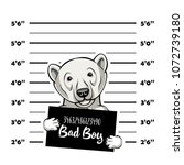 Polar Bears Prisoner. Bear...
