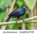 Melodious blackbird  dives...