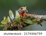 Red Eyed Tree Frog Agalychnis...