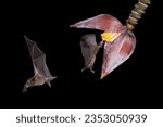 Nature's nocturnal pollinators, Leaf-nosed Bats sipping nectar from a banana flower in Costa Rica