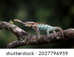 A panther chameleon as a...
