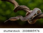 A venomous snake  as a natural...