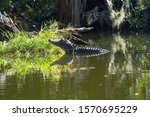 Alligator sunning on a log at Hanna Park lake area.