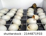 Small photo of Goose eggs in an incubator. Goose egg incubation. The process of hatching from goose eggs in the incubator.