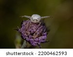 White Crab Spider Waiting For...
