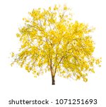 Yellow Tree  Flowers In Autumn...