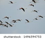 Small photo of Flamingo's in Flight Wings Outspreaded
