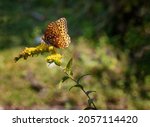 Small photo of Variegated Fritillary butterfly at Grayson Highlands State Park in Virgina's Highlands near Mount Rogers and White top Mountains.