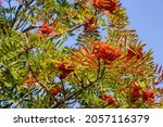 Small photo of Close up of berries on a mountain ash tree at Grayson Highlands State Park in Virgina's Highlands near Mount Rogers and Whitetop Mountains.